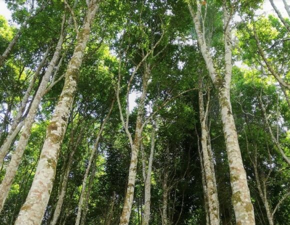 Arnaque : Zoom sur le bois d’agar