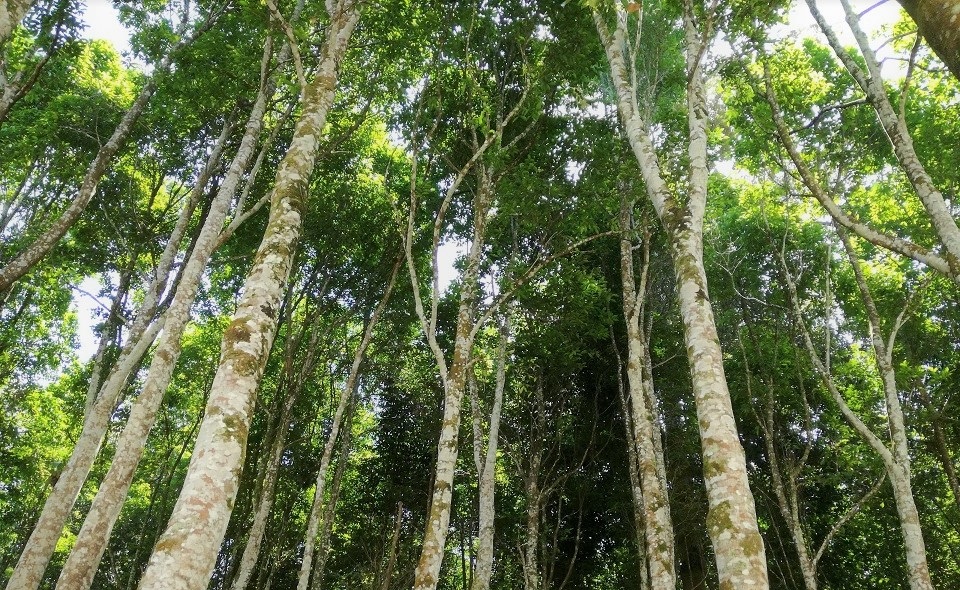 Arnaque : Zoom sur le bois d'agar
