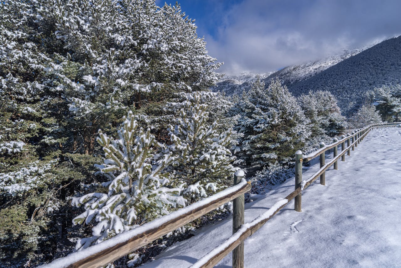 Forêt de conifères enneigée dans les montagnes d’Andorre, illustrant l’expatriation et le choix d’une assurance vie adaptée aux résidents.