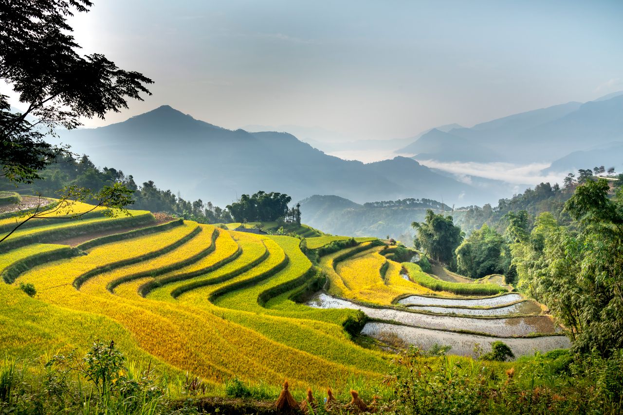 Rizières en terrasses au Vietnam illustrant la fiscalité d’un expatrié français
